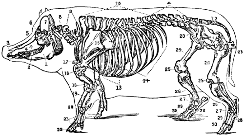 Skeleton of the Hog