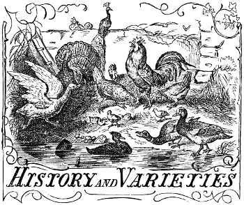 Poultry History and Varieties