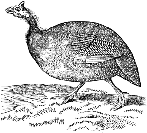 The Guinea Fowl