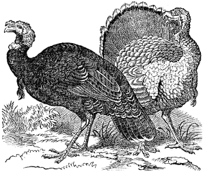The Domestic Turkey