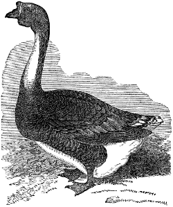 China or Hong Kong Goose