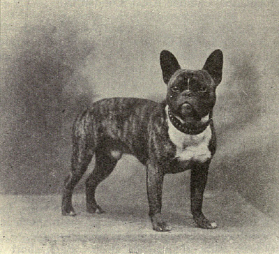 A 19th century bulldog