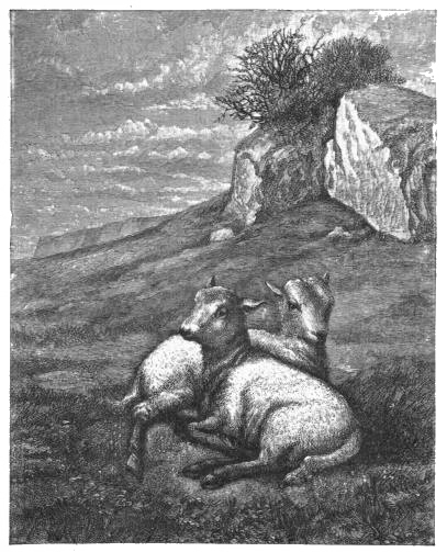 Lambs on the Mountain-side. By WILLIAM MORRIS HUNT.