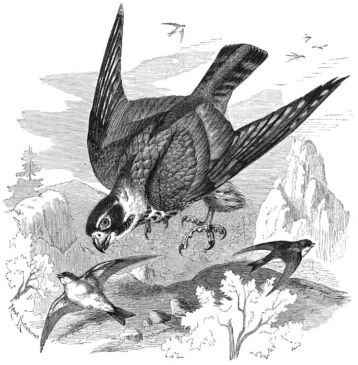 Boomvalk (Falco subbuteo). ⅓ v. d. ware grootte.