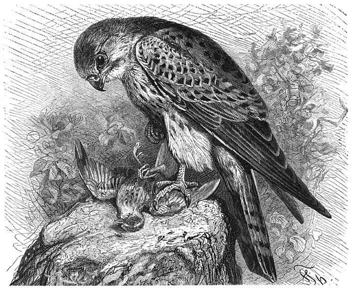 Torenvalk (Falco tinnunculus). ⅓ v. d. ware grootte.