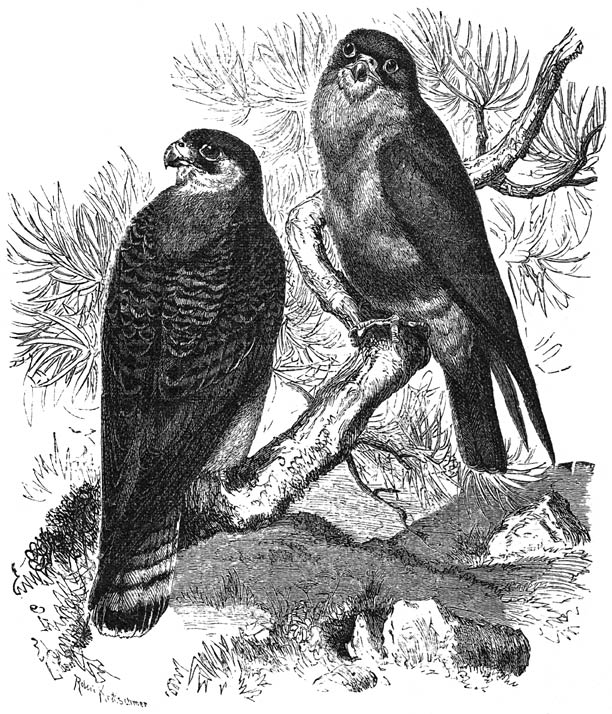 Avondvalk (Falco vespertinus). ⅓ v. d. ware grootte.