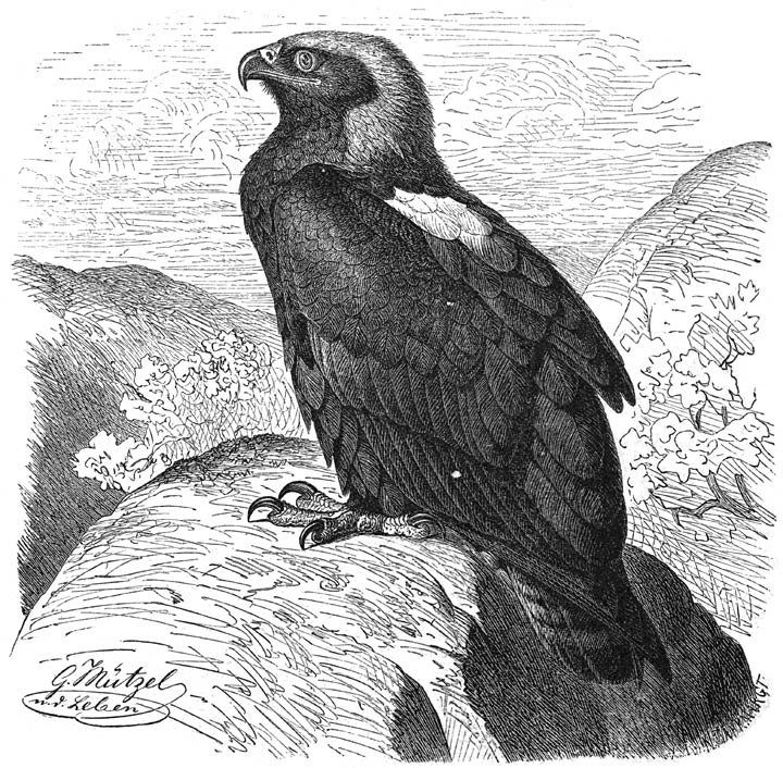 Koningsarend (Aquila melanaëtus). 1/10 v. d. ware grootte.