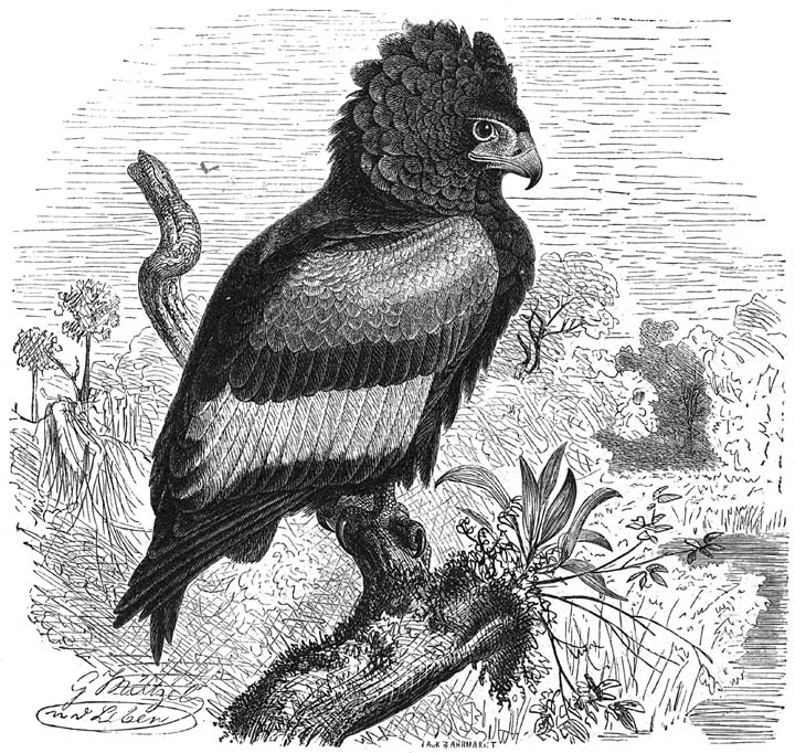 Berghaan of Goochelaar (Helotarsus ecaudatus). ⅕ v. d. ware grootte.