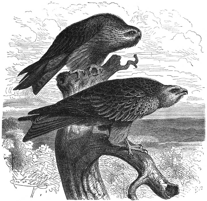 1) Zwartbruine Wouw (Milvus migrans); 2) Koningswouw (Milvus ictinus). ⅕ v. d. ware grootte.