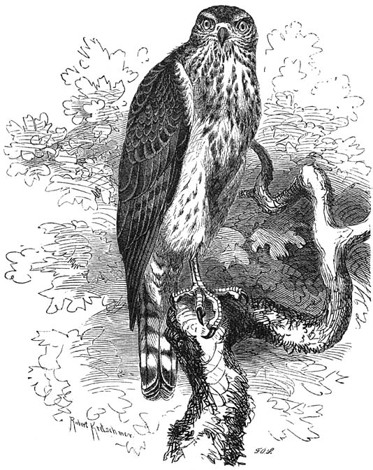 Havik (Astur palumbarius). Jong mannetje. ¼ v. d. ware grootte.