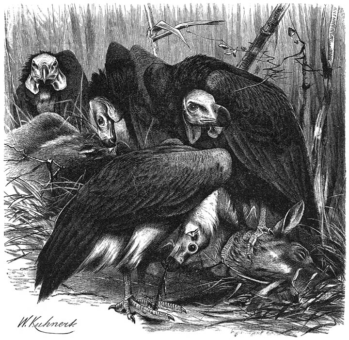 Kaalkoppige Gier (Vultur calvus). ​1⁄7​ v. d. ware grootte.