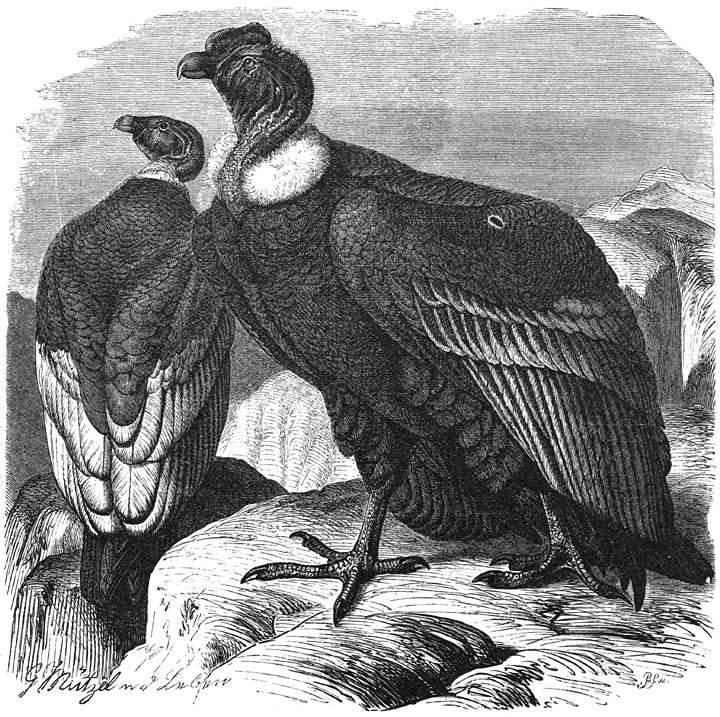 Kondor (Sarcorhamphus gryphus):—1) Mannetje. 2) Wijfje.—½ v. d. ware grootte.