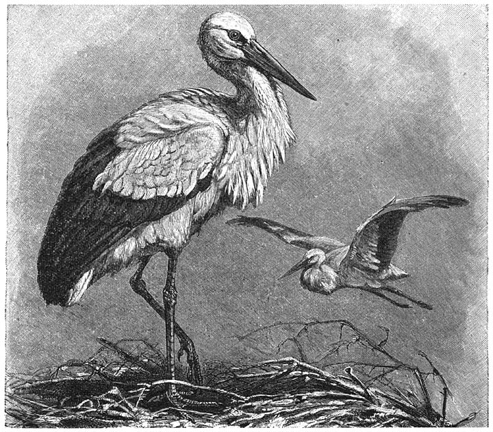 Ooievaar (Ciconia alba). ⅛ v. d. ware grootte.