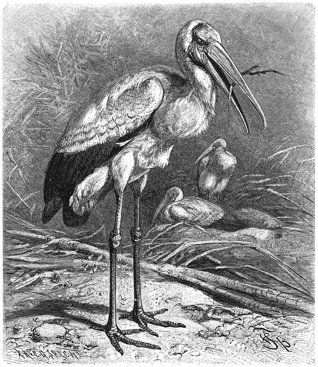 Nimmerzat (Tantalus ibis). ¼ v. d. ware grootte.