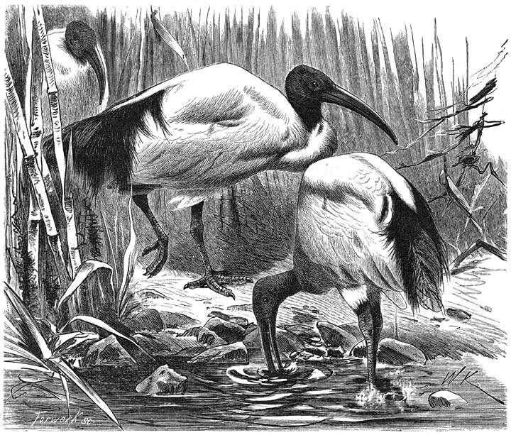 Heilige Ibis (Ibis aethiopica). ⅕ v. d. ware grootte.