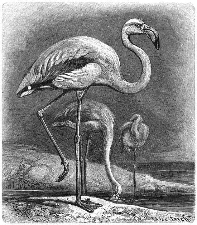 Flamingo (Phoenicopterus roseus). ⅕ v. d. ware grootte.