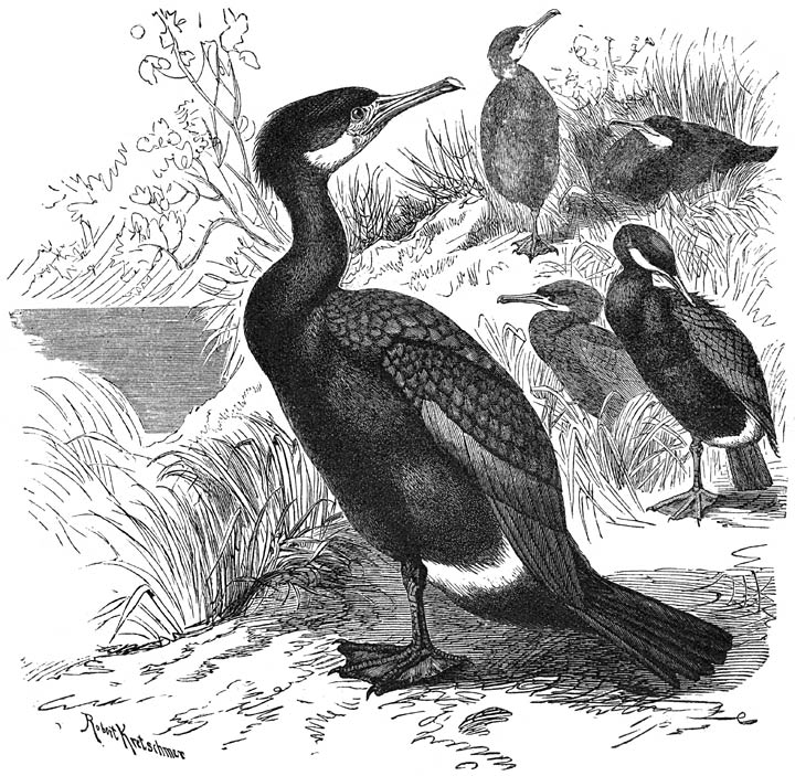 Aalscholver (Phalacrocorax carbo). ⅕ v. d. ware grootte.