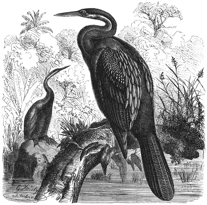 Afrikaansche Slanghalsvogel (Plotus Levaillantii). ¼ v. d. ware grootte.