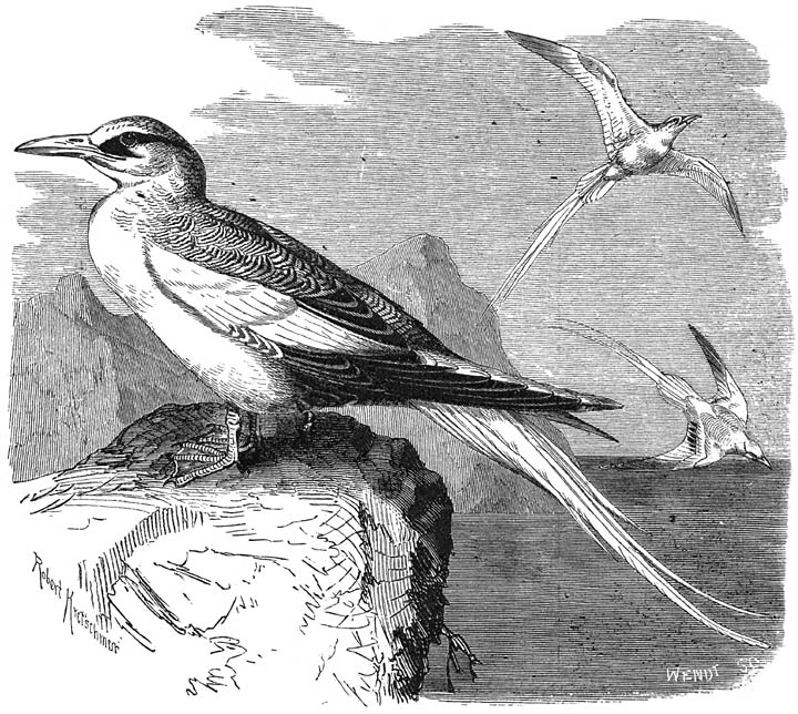 Keerkringvogel (Phaëton aethereus). ⅓ v. d. ware grootte.