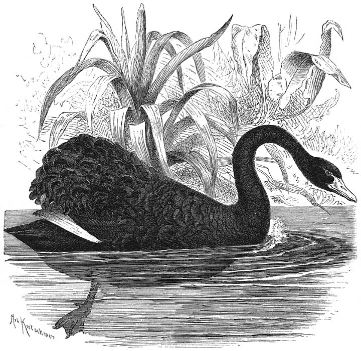 Zwarte Zwaan (Cygnus atratus). ⅙ v. d. ware grootte.