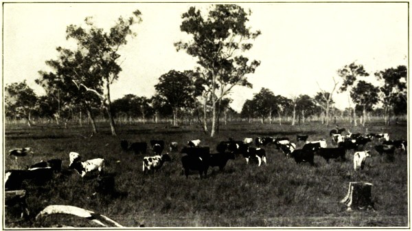 DAIRY CATTLE ON DARLING DOWNS