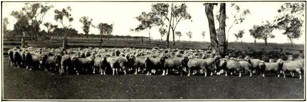 SHEEP, JIMBOUR, DARLING DOWNS