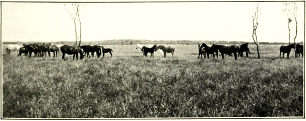 HORSES, IVANHOE STATION, WARREGO