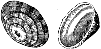 Fig. 199