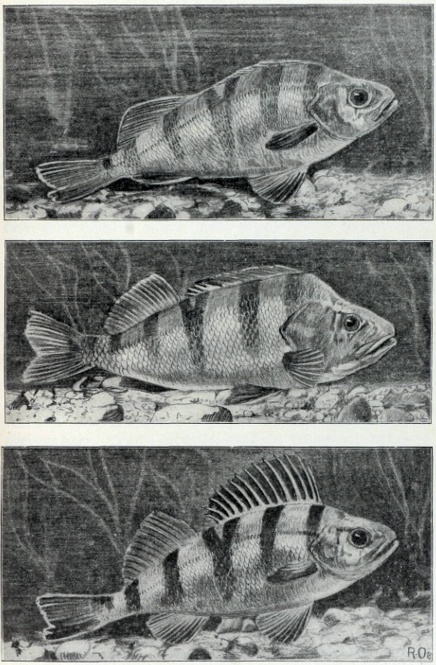10 Stück  Gründlinge Köderfische gefroren 7-8 cm 