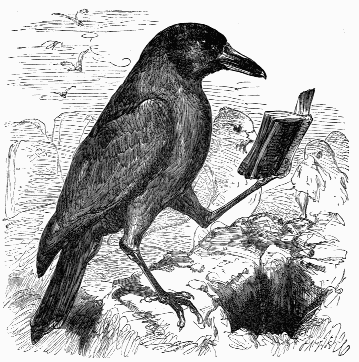 Rook with book
