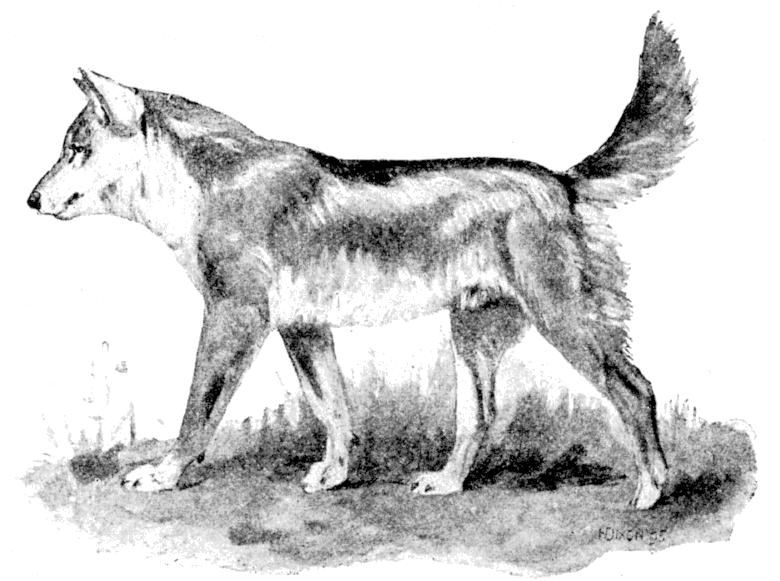 Дикая собака динго конспект урока. Динго (canis familiaris). Дикая собака Динго. Собака Динго рисунок. Одомашненная собака Динго.