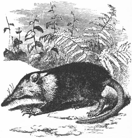 The Project Gutenberg eBook of Encyclopædia Britannica, Volume X