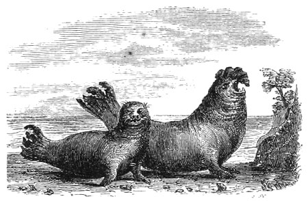 Walrus, or Sea Lion