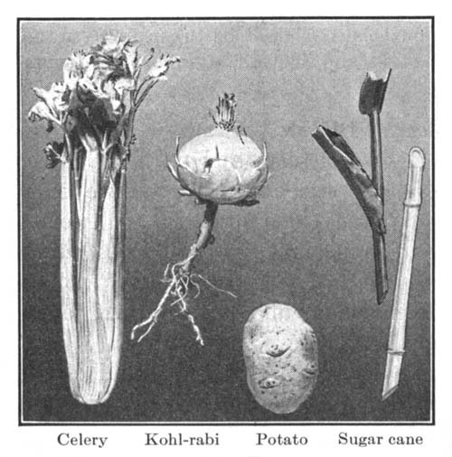 Celery, Kohl-rabi, Potato, Sugar cane