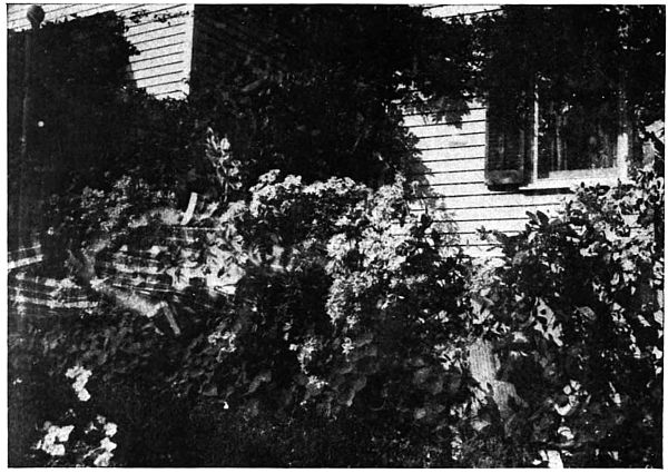 Photo of bushes in front of house with little girl