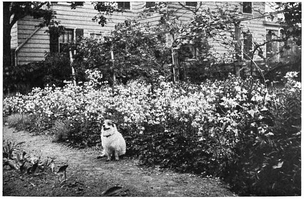 Photo of dog in front of flowers