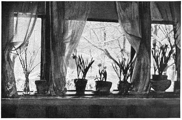 photo of plants in window