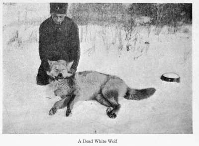 A Dead White Wolf
