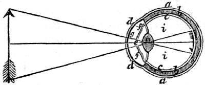 a a, the sclerotica; b b, the choroides; c c,
the retina; d d, the cornea; e, the pupil; f f, the
iris; g, the aqueous humor; h, the crystalline humor; i i,
the vitreous humor.