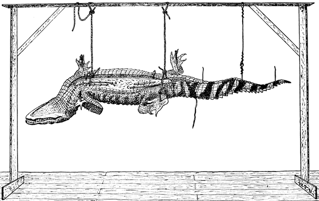 The Project Gutenberg eBook of Taxidermy and Zoological Collecting by  William T. Hornaday.