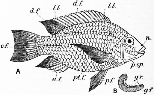 The Project Gutenberg eBook of Encyclopædia Britannica, Volume XIV Slice  III - Ichthyology to Independence.