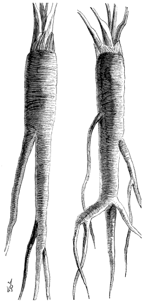 Parsnip roots