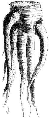 Finger-and-toe carrot