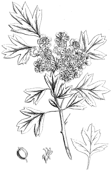 Common white thorn