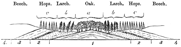 Section through forest