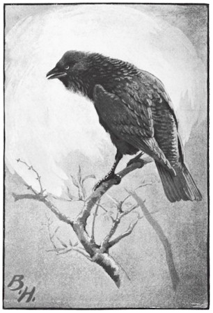 Plate 60 - Jackdaws, Rooks, Crows and Ravens - A Field Guide to
