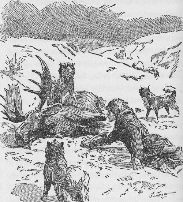 Mechanically he drew the knife from its sheath and dragged him
self to the body of the moose.