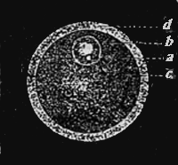 Egg of a mammal (a simple cell).