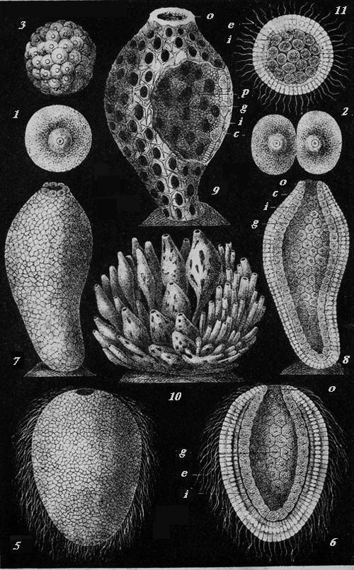 Development of a Calcareous Sponge (Olynthus)