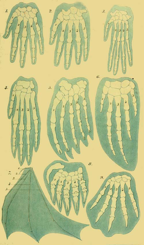Hand of Nine different Mammals.